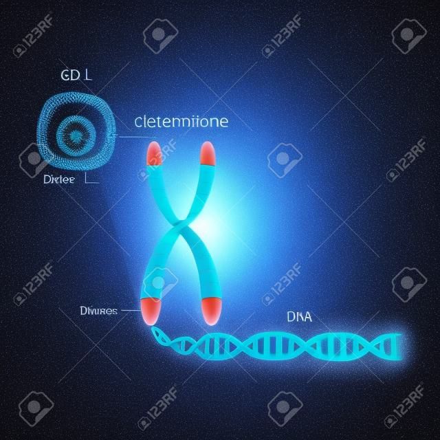 Um telômero é uma sequência de repetição de DNA de cadeia dupla localizada nas extremidades dos cromossomos. Cada vez que uma célula se divide, os telômeros se tornam mais curtos. Estrutura celular. A molécula de DNA é uma hélice dupla. Um gene é um comprimento de DNA que codifica uma proteína específica. Estudo do genoma. Célula, núcleo com cromossomos, telômeros, DNA e gene