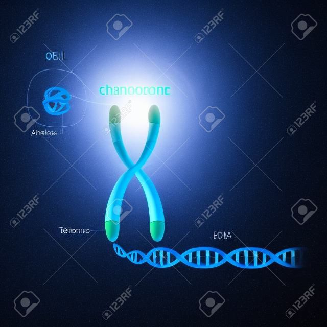 Ein Telomer ist eine sich wiederholende Sequenz doppelsträngiger DNA, die sich an den Enden der Chromosomen befindet. Jedes Mal, wenn sich eine Zelle teilt, werden die Telomere kürzer. Zellstruktur. Das DNA-Molekül ist eine Doppelhelix. Ein Gen ist eine DNA-Länge, die für ein bestimmtes Protein kodiert. Genomstudie. Zelle, Kern mit Chromosomen, Telomeren, DNA und Gen.