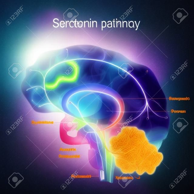 Il percorso della serotonina. Cervello umano con vie della serotonina. disturbi psichiatrici e neurologici.