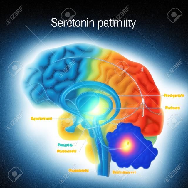 Il percorso della serotonina. Cervello umano con vie della serotonina. disturbi psichiatrici e neurologici.