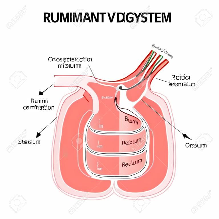反乱消化器系。反する胃の断面:ルーメン(微生物発酵の主要部位)、レチクルム、おまけ、および醜色(真の胃)。教育、医療、獣医、生物、科学用のベクター図