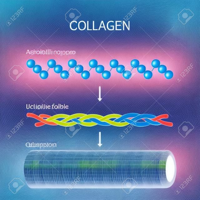 Collagen (fiber, molecule, and Amino acid sequence). Molecular structure. Three polypeptides coil to form tropocollagen. Tropocollagens bind together to form a fibril. Many fibrils bind together form a collagen fibre. Vector diagram for educational, medical, biological and science use. Connective tissue