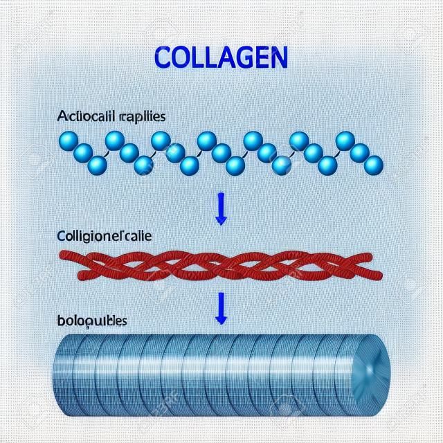 Kolagen (sekwencja włókien, cząsteczek i aminokwasów). Struktura molekularna. Trzy polipeptydy zwijają się, tworząc tropokolagen. Tropokolageny wiążą się ze sobą tworząc fibryl. Wiele włókienek wiąże się ze sobą, tworząc włókno kolagenowe. Schemat wektorowy do użytku edukacyjnego, medycznego, biologicznego i naukowego. Tkanka łączna