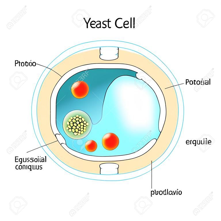효모 세포의 단면. 곰팡이 세포의 구조. 교육, 생물학 및 과학 사용을 위한 벡터 다이어그램