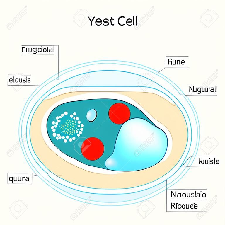 Przekrój komórki drożdży. Budowa komórki grzyba. Schemat wektorowy do użytku edukacyjnego, biologicznego i naukowego