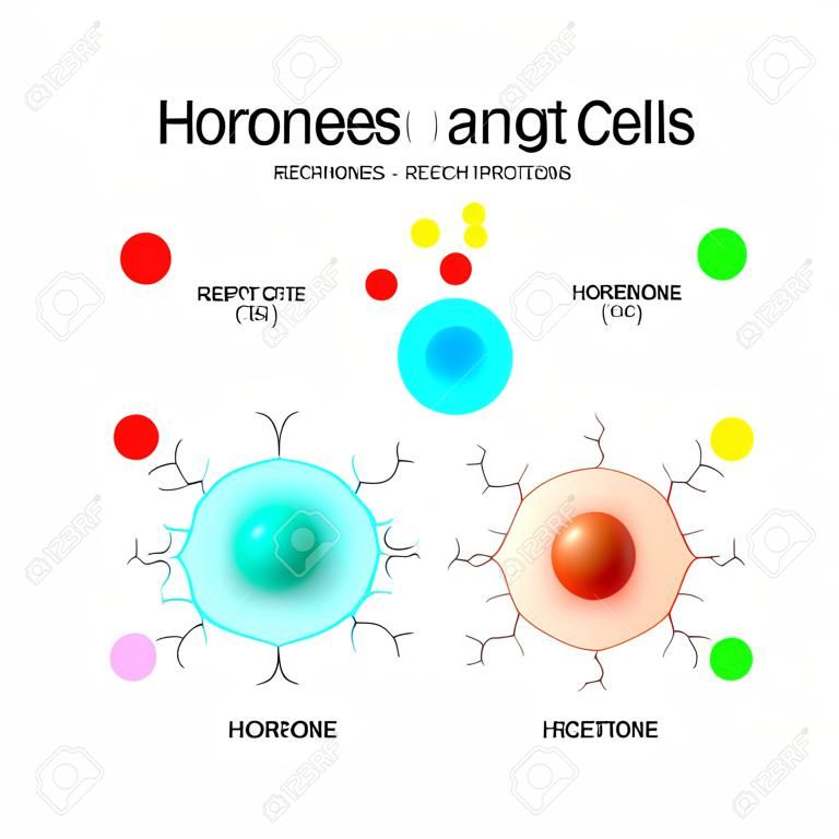 Hormony, receptory i komórki docelowe. każdy rodzaj hormonu jest przeznaczony tylko dla określonych komórek. Te komórki będą miały na sobie receptory specyficzne dla określonego hormonu. Ilustracja wektorowa do zastosowań medycznych, biologicznych i edukacyjnych
