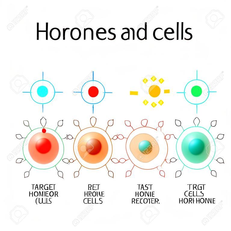 Hormônios, receptores e células-alvo. cada tipo de hormônio é projetado apenas certas células. Essas células terão receptores específicos para um determinado hormônio. Ilustração vetorial para uso médico, biológico e educacional
