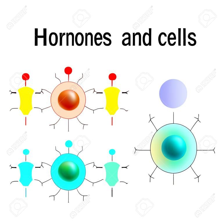 Hormones, Receptors and Target Cells. each type of hormone is designed only certain cells. These cells will have receptors on them that are specific for a certain hormone. Vector illustration for medical, biological, and educational use