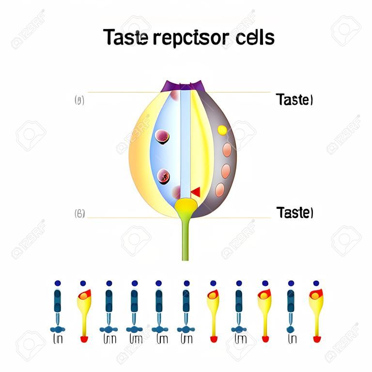 Kubek smakowy z komórkami receptorowymi. Rodzaje receptorów smaku. Błona komórkowa i kanały jonowe dla kwaśnych, słonych, słodkich, umami. Powyższy diagram przedstawia ścieżkę transdukcji sygnału dla różnych smaków.