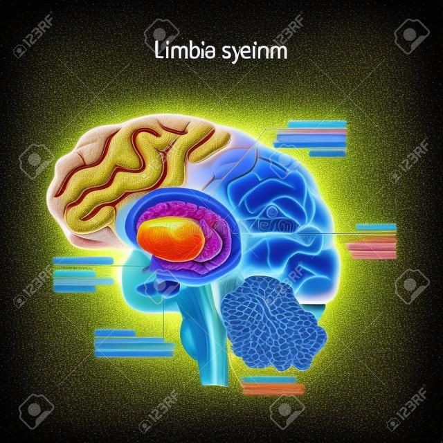 辺縁系。人間の脳の断面。辺縁系の解剖学的成分:マムミラリー体、基底核、下垂体、扁桃体、海馬、視床、シンギュレート回、肉体梁、視床下部)。医療、生物、科学、教育用のベクターイラスト
