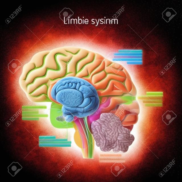 układ limbiczny. Przekrój ludzkiego mózgu. Elementy anatomiczne układu limbicznego: Trzon sutka, zwoje podstawy, przysadka mózgowa, ciało migdałowate, hipokamp, wzgórze, zakręt obręczy, ciało modzelowate, podwzgórze). Ilustracja wektorowa do zastosowań medycznych, biologicznych, naukowych i edukacyjnych