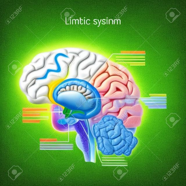 변연계. 인간 두뇌의 단면. 변연계의 해부학적 구성요소: 유선체, 기저핵, 뇌하수체, 편도체, 해마, 시상, 대상회, 뇌량, 시상하부). 의료, 생물학, 과학 및 교육용 벡터 일러스트 레이 션