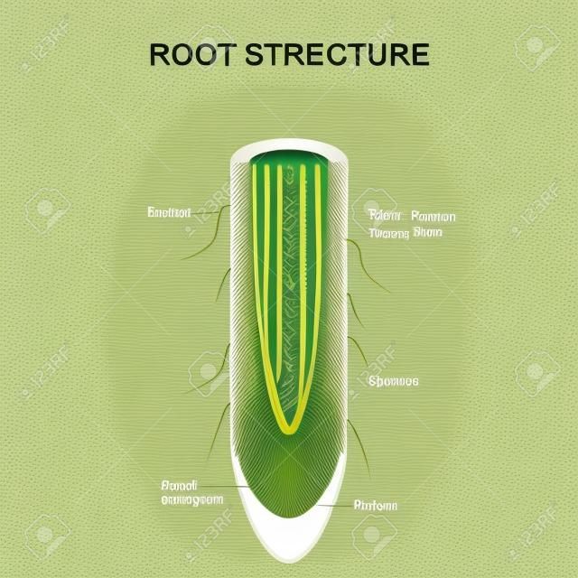 Root structure. Plant anatomy. The cross-section of the root with area of dividing cells, Xylem, Phloem, cap, epidermis, and hairs. Vector illustration for biological, science,  and educational use.
