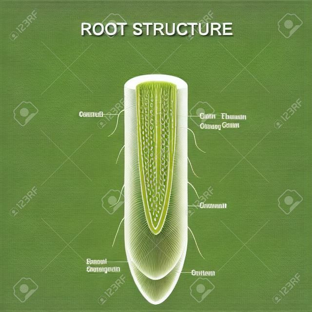 Struktura korzenia. Anatomia roślin. Przekrój korzenia z obszarem dzielących się komórek, ksylem, łykiem, kapeluszem, naskórkiem i włoskami. Ilustracja wektorowa do użytku biologicznego, naukowego i edukacyjnego.