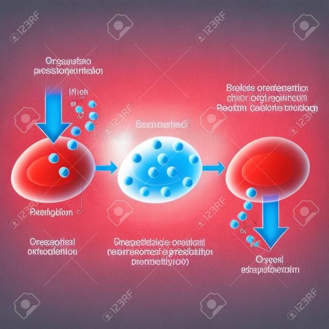 Respiration. Gas exchange in humans. Path of Red Blood Cells: from Oxygen binding and hemoglobin in erythrocytes to oxygen released to cells. Vector illustration for educational, biological, medical, and scientific use