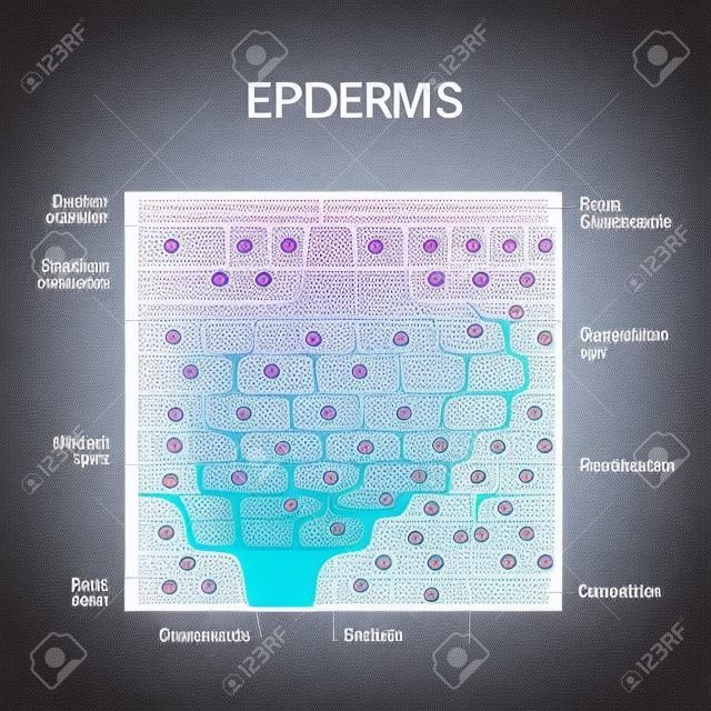 Strati dell'epidermide. cellule epiteliali. Struttura della pelle umana. Diagramma vettoriale per il tuo design, uso educativo, scientifico e medico