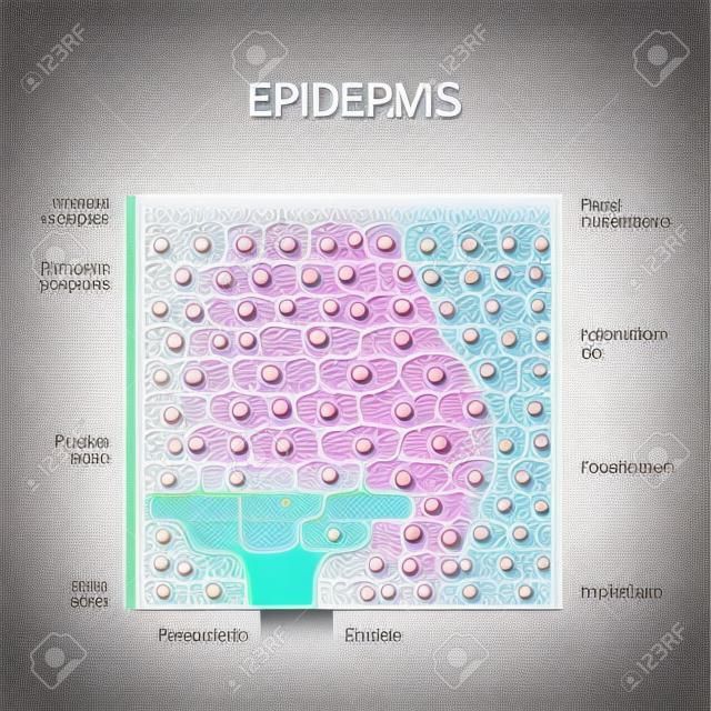 Capas de epidermis. células epiteliales. Estructura de la piel humana. Diagrama vectorial para su diseño, educación, ciencia y uso médico.
