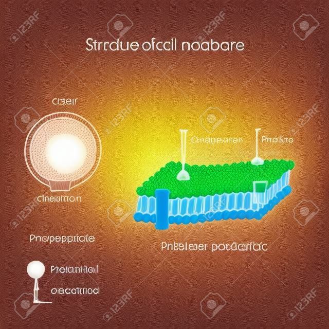 Structure of cell membrane. close-up of cell, phospholipid bilayer, and phospholipid
molecule with Phosphate head and Hydrophobic tail. vector diagram for medical, educational and scientific use 