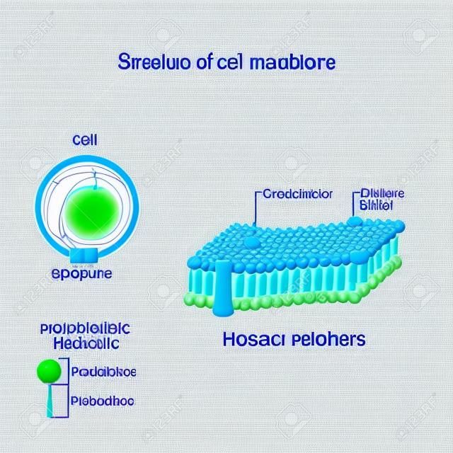 Structure de la membrane cellulaire. gros plan de la cellule, de la bicouche phospholipidique et de la molécule de phospholipide avec tête de phosphate et queue hydrophobe. diagramme vectoriel à usage médical, éducatif et scientifique