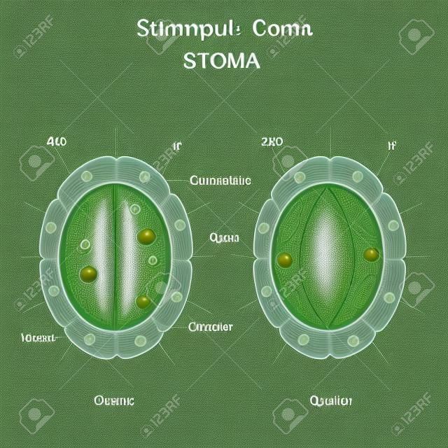 Stoma (open and closed). Structure of stomatal complex. Vector diagram for educational, biological and science use
