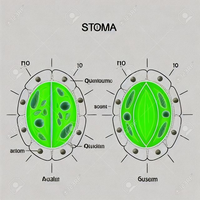 Stoma (open and closed). Structure of stomatal complex. Vector diagram for educational, biological and science use