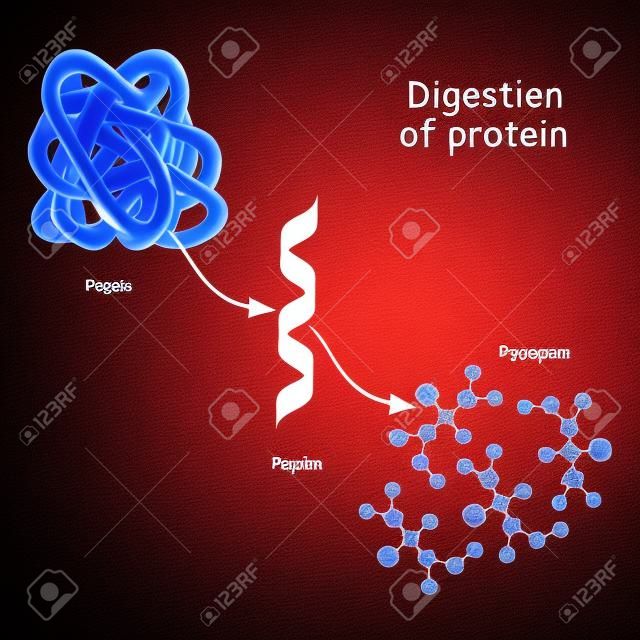 Trawienie białka. enzymy (proteazy i peptydazy) rozkładają białko na mniejsze łańcuchy peptydowe i pojedyncze aminokwasy, które są wchłaniane do krwi.
