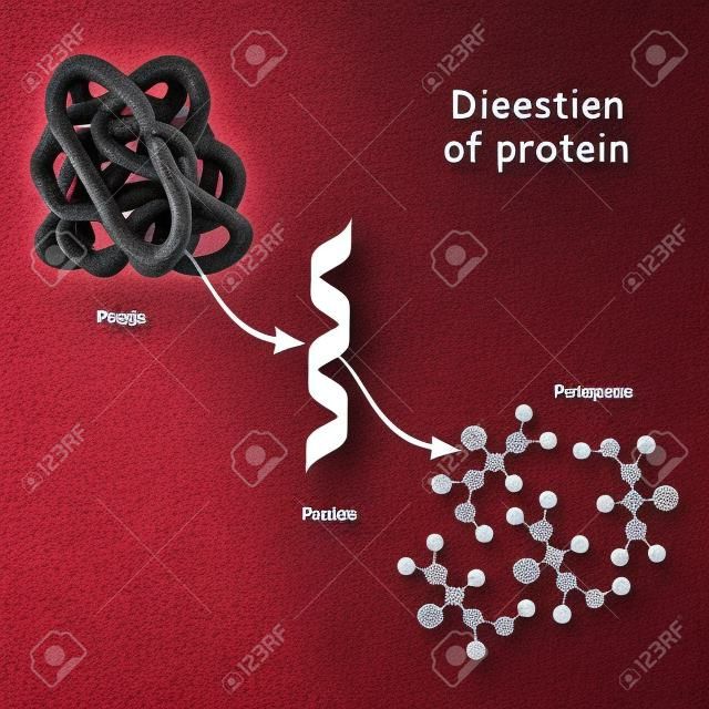 Digestion des protéines. Les enzymes (protéases et peptidases) sont une digestion qui décompose la protéine en chaînes peptidiques plus petites et en acides aminés simples, qui sont absorbés dans le sang.