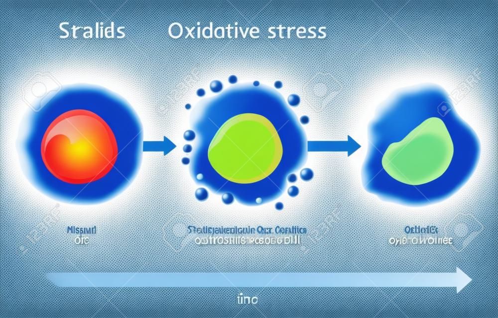 Estrés oxidativo. Diagrama vectorial Celda con radicales libres. Ilustración para su diseño, educación, ciencia y uso médico.