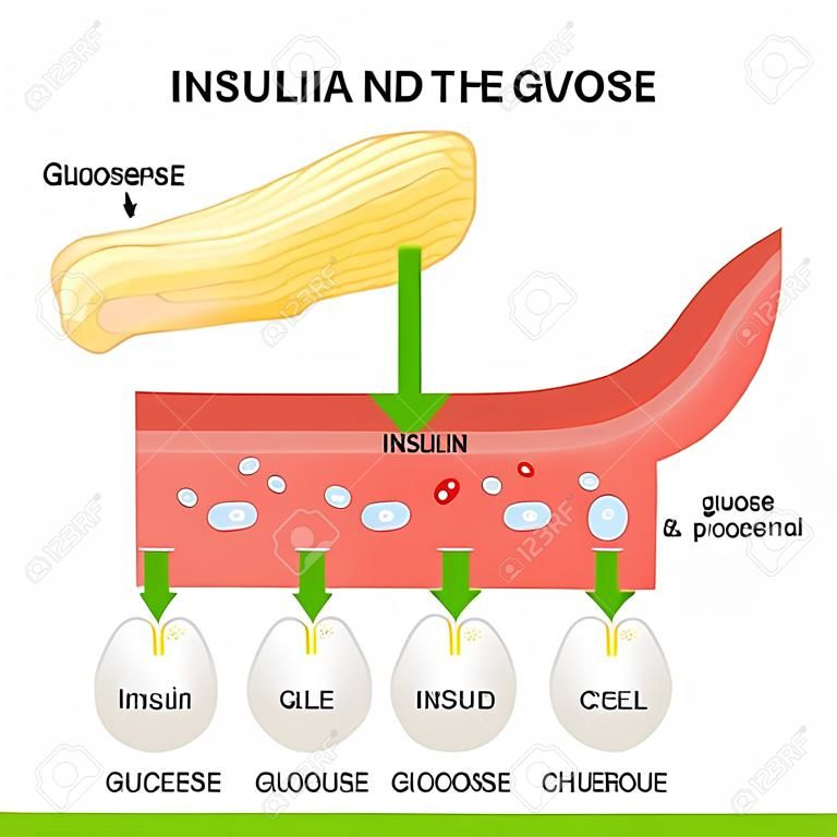 insulin and glucose in the blood vessel. Pancreas and cell with Glucose channel and Insulin receptor
