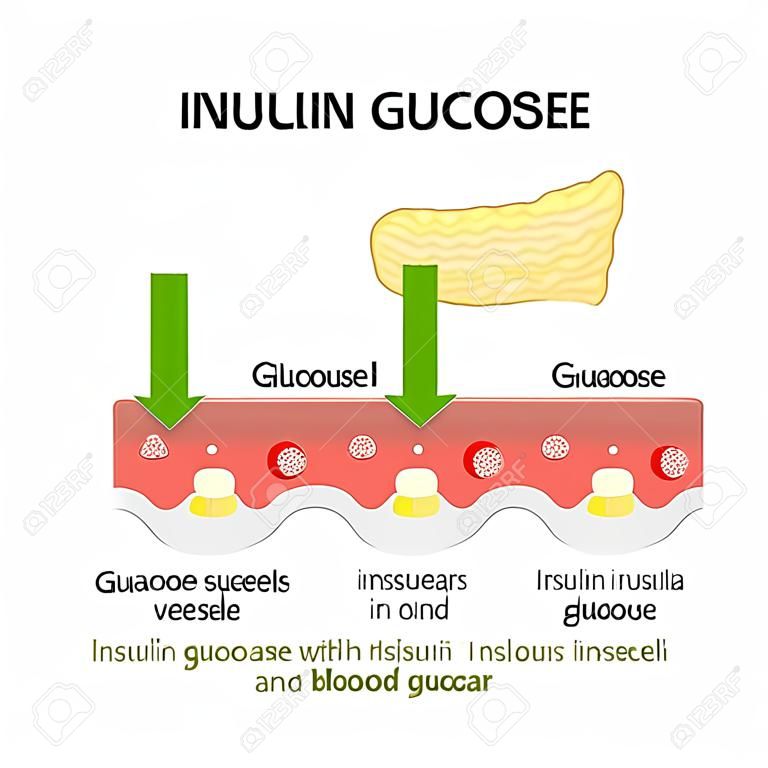insulin and glucose in the blood vessel. Pancreas and cell with Glucose channel and Insulin receptor