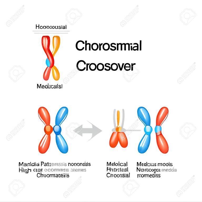 Chromosomal crossover. maternal & paternal Homologous chromosomes and Exchange genetic material in meiosis. Sister and Recombinant chromatids. Vector diagram for educational, medical, biological, and science use