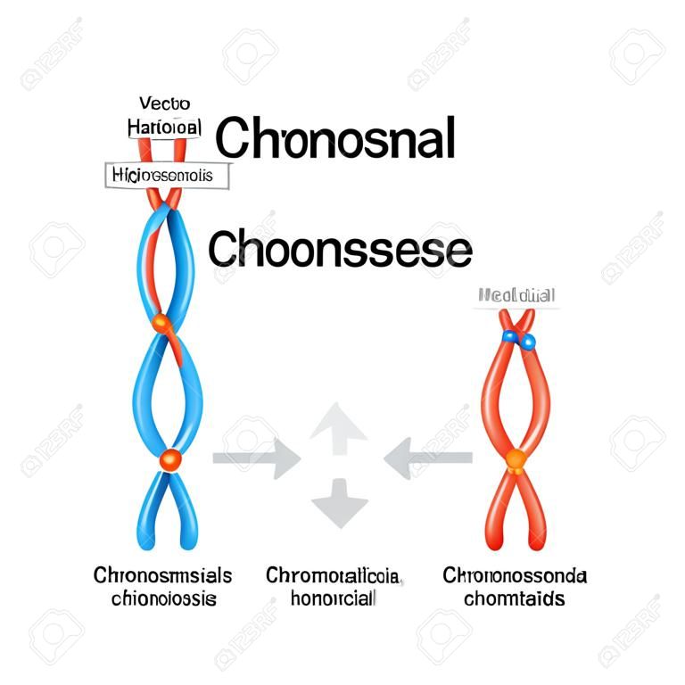 Chromosomal crossover. maternal & paternal Homologous chromosomes and Exchange genetic material in meiosis. Sister and Recombinant chromatids. Vector diagram for educational, medical, biological, and science use