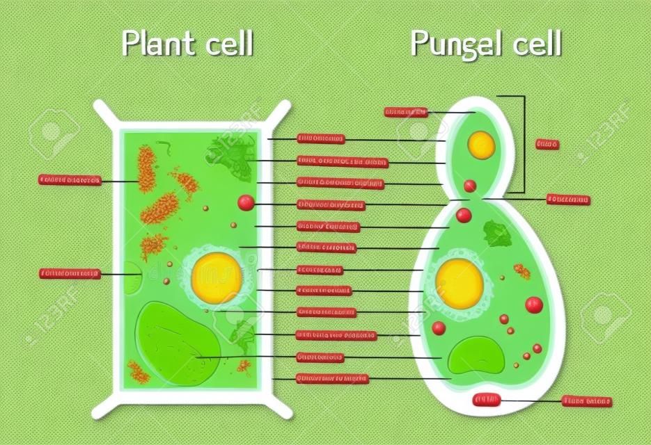 Estructura celular de células vegetales y hongos (levaduras). sección transversal y anatomía de la célula. Gráfico de biología. Ilustración vectorial sobre un fondo blanco. diagrama detallado para uso en educación