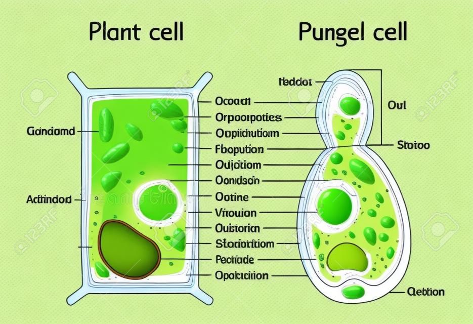 Estructura celular de células vegetales y hongos (levaduras). sección transversal y anatomía de la célula. Gráfico de biología. Ilustración vectorial sobre un fondo blanco. diagrama detallado para uso en educación