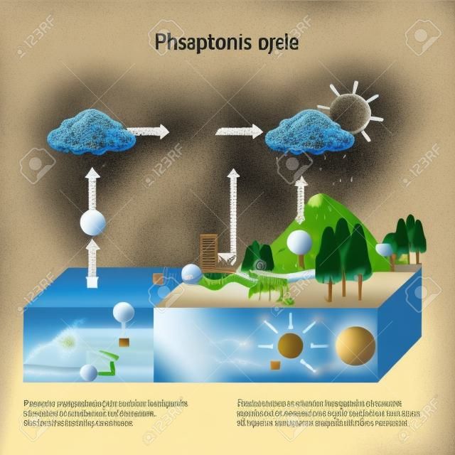 Phosphorkreislauf. biogeochemischer Kreislauf. Bildungsdiagramm. Vektor-Illustration. Diagramm mit Erklärung. Erosion und Verwitterung von phosphorhaltigen Gesteinen und Transport von Phosphor in den Ozean. Bildung von Phosphatablagerungen. Der gelöste Phosphor wird für Landorganismen und Pflanzen bioverfügbar und nach deren Zerfall wieder dem Boden zugeführt.