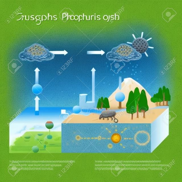 Phosphorus cycle. biogeochemical cycle. education chart. vector illustration. diagram with explanation. Erosion, and weathering of phosphorus-bearing rocks and transportation of phosphorus to the ocean. Formation of phosphate sediments. The dissolved phosphorus becomes bioavailable to terrestrial organisms and plants and is returned to the soil after their decay.