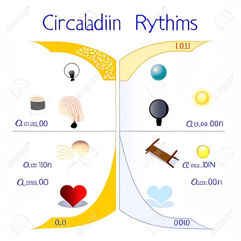 Circadian rhythms. day and night cycle. melatonin and cortisol balance. human biological clock and daily activities. hormones release. Chart of awake and sleep. Vector illustration