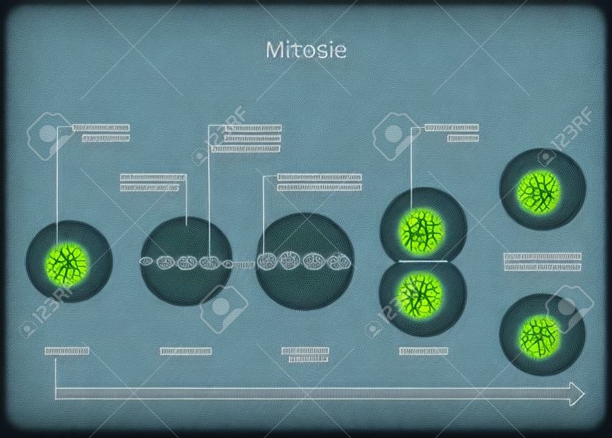 Mitose. celdeling stadia van interfase, profase, en prometafase tot metafase, anafase, en telofase. proces van vermenigvuldiging. vector illustratie