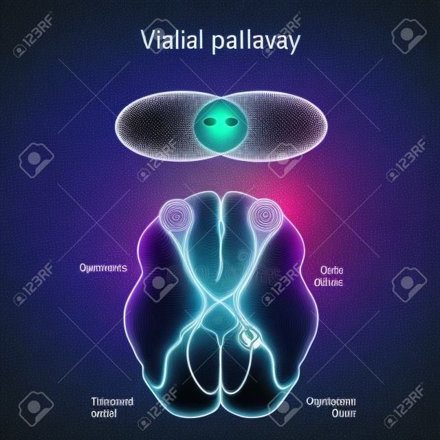 Visual pathway. Human's brain with eyes, optic nerves, and visual cortex. Vector illustration