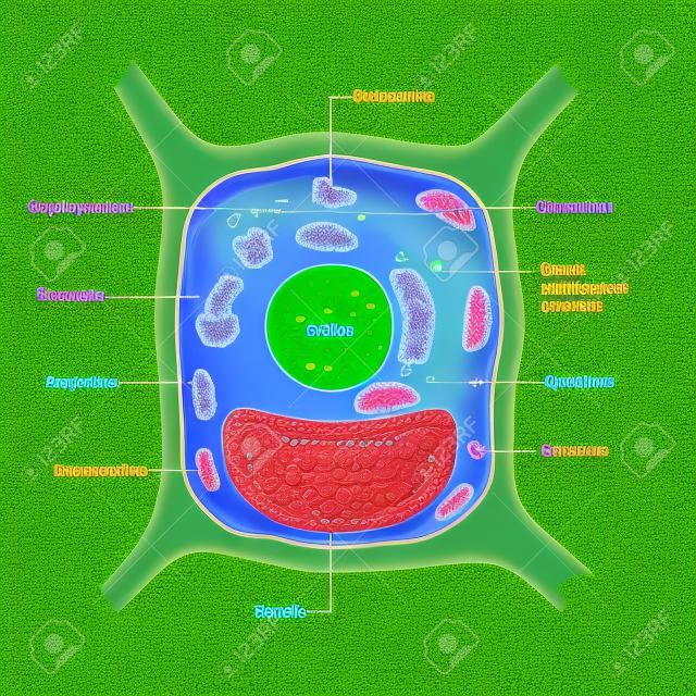 Anatomy of plant cell. All organelles: Nucleus, Ribosome, Rough endoplasmic reticulum, Golgi apparatus, mitochondrion, amyloplast, vacuole, chloroplast, cytoplasm, lysosome, Centrosome. cell on the green background.