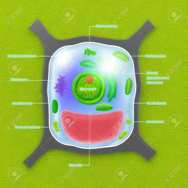 Anatomía de la célula vegetal. Todos los orgánulos: núcleo, ribosoma, retículo endoplásmico rugoso, aparato de Golgi, mitocondria, amiloplasto, vacuola, cloroplasto, citoplasma, lisosoma, centrosoma. celda en el fondo verde.