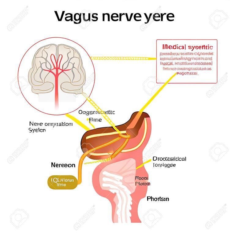 vagus nerve. parasympathetic nervous system. Medical diagram. Vector illustration to explain about human's nerve system.