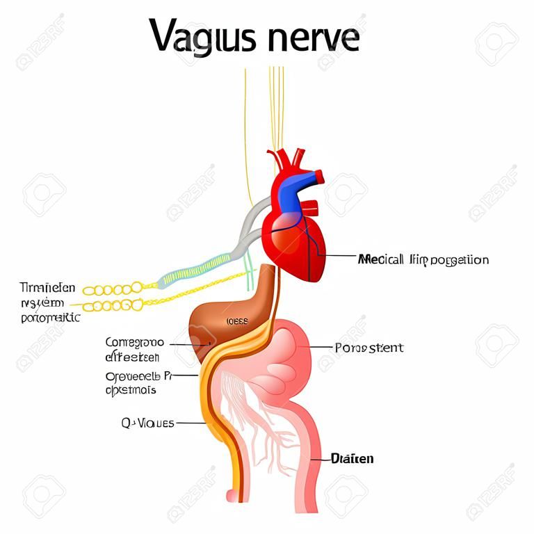 Vaguszenuw, parasympathisch zenuwstelsel... medisch diagram... vectorillustratie om het zenuwstelsel van de mens uit te leggen.