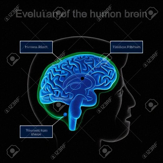 Evolución del cerebro desde el cerebro reptiliano hasta el sistema límbico y el neocórtex. Hipótesis del cerebro trino. sección transversal de un cerebro humano sobre fondo oscuro.