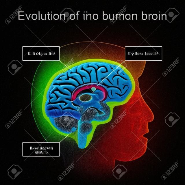 Evolución del cerebro desde el cerebro reptiliano hasta el sistema límbico y el neocórtex. Hipótesis del cerebro trino. sección transversal de un cerebro humano sobre fondo oscuro.