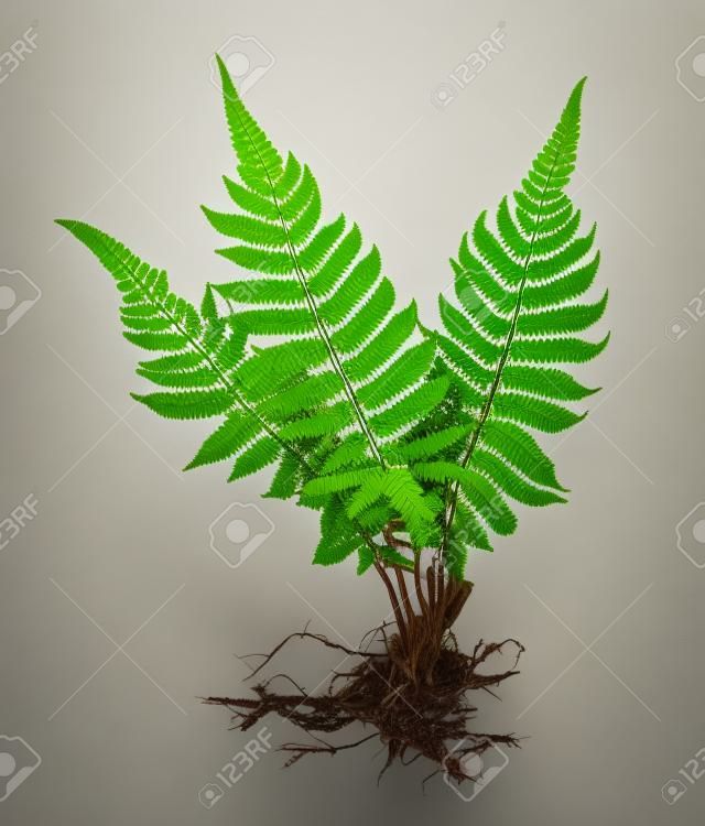 Fern with roots and frond (without soil) isolated on white background, with clipping path