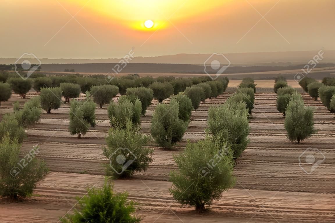 Olivenbäume in einer Reihe. Plantation und Sonnenuntergang bewölktem Himmel