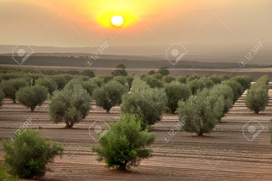 Olivenbäume in einer Reihe. Plantation und Sonnenuntergang bewölktem Himmel
