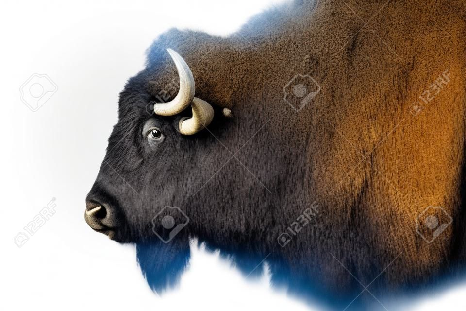 Adulto búfalo con cuernos aislados en un fondo blanco