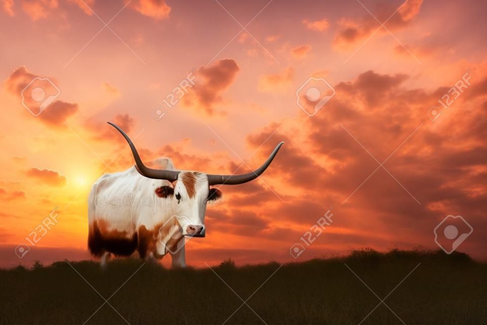 日の出のテキサス牧場で女性の Longhorn の牛